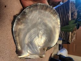 Grande Coquille Huître Perlière Lèvres Noires 19cm 312g