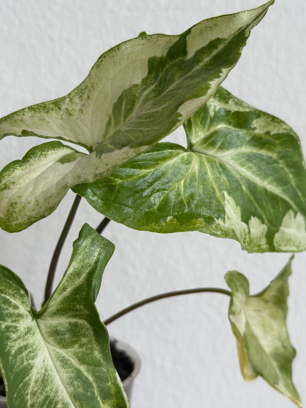 Pflanzen & Samen: Syngonium Three Kings #1 – Gebraucht aus Zürich von ong8