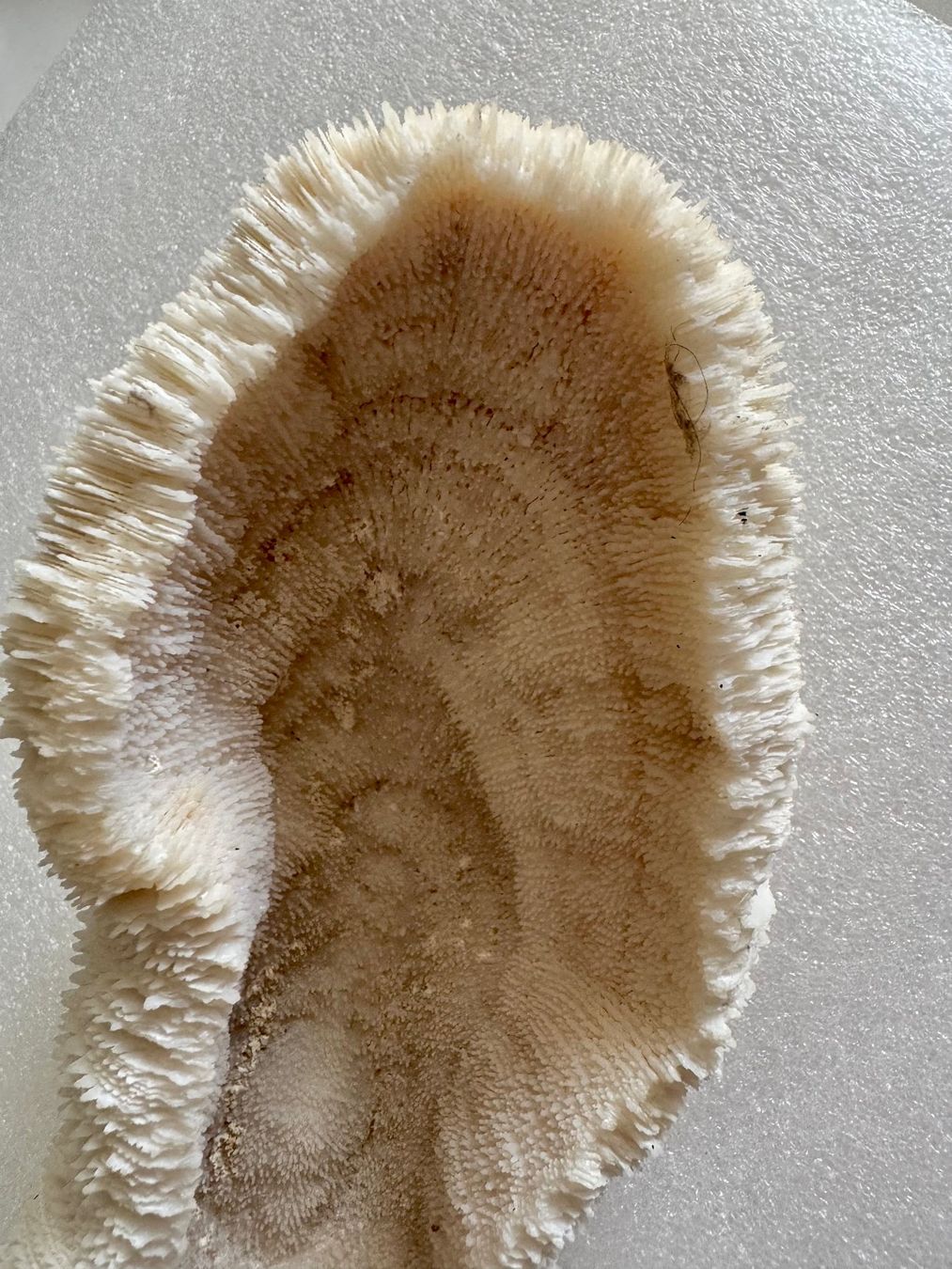 Fossilien: Koralle- weiss – Neu (gemäss Beschreibung) aus Biberist von Steine 6