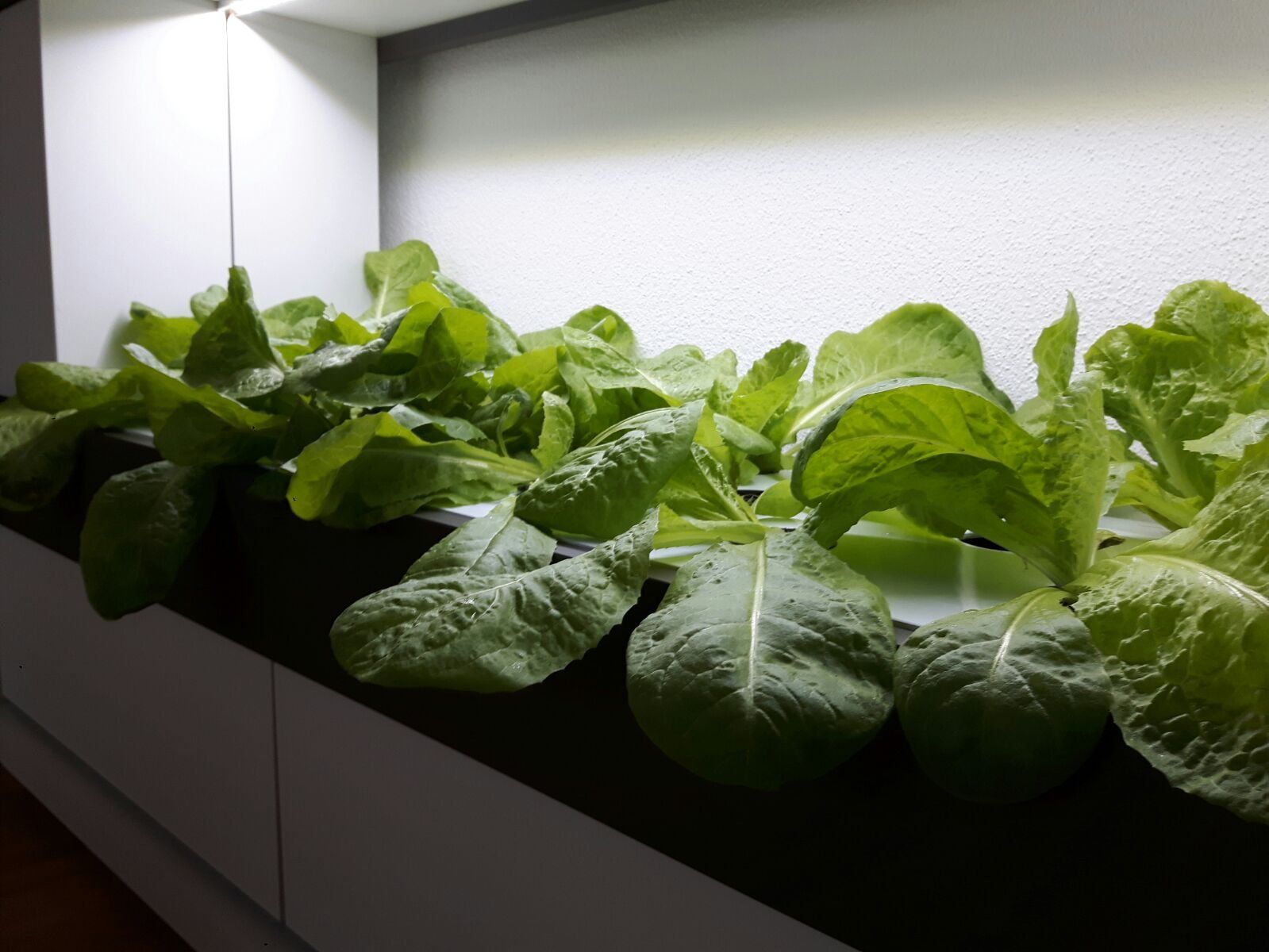 Altro: Hydroponik - Smart Indoor Farming System – Usato da Merenschwand venduto da palyaa 4