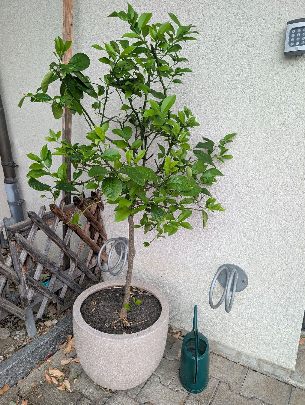 Pflanzen & Samen: Zitronenbaum – Gebraucht aus Zofingen von vas