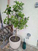 Zitronenbaum