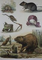 Schulwandbild "Nagetiere" Biber, Ratten