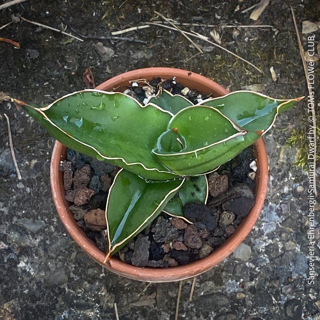 Piante & sementi: Sansevieria Ehrenbergii Samurai Dwarf - absolut robust – Nuovo e nell'imballaggio originale da Adliswil venduto da TAKEYOURPLANT 7