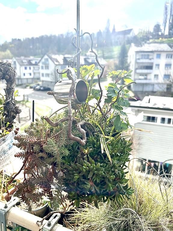 Piante & sementi: Winterharte Blumenampel  – Usato da Frauenfeld venduto da Irene.Schuppli