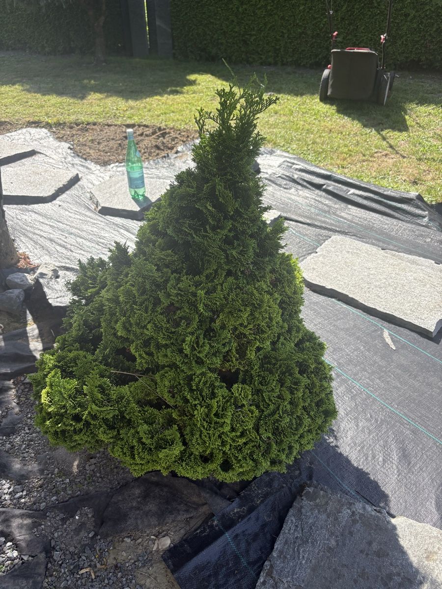 Piante & sementi: Zwerg hinoki scheinzypresse – Usato da Oftringen venduto da SCHIBLI1 1