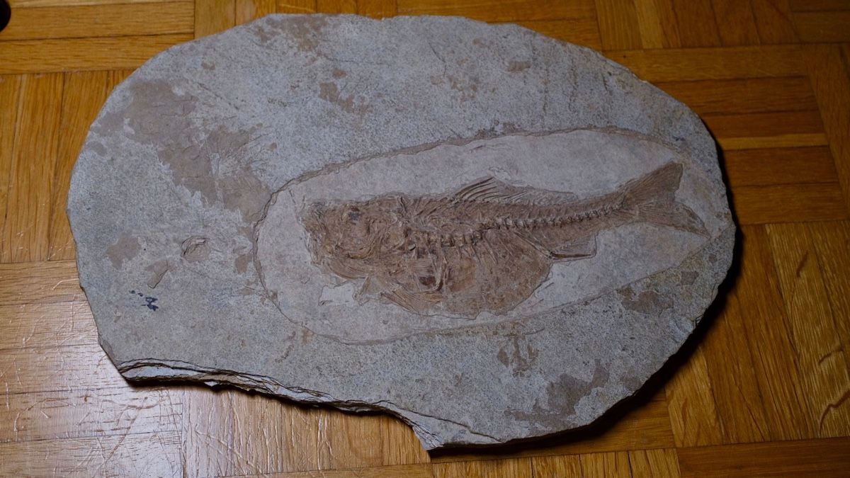 Fossili: Fossil - Dapalis macrurus – Usato da Biel/Bienne venduto da nimmes