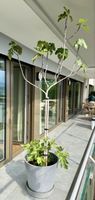 Fig tree in pot — “Tessiner Bauernfeige”
