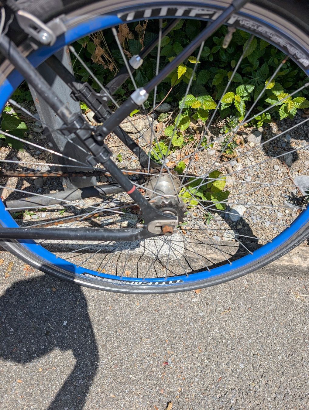 Biciclette: Velo 28" Singlespeed  – Usato da Gwatt (Thun) venduto da McFrizzel 2