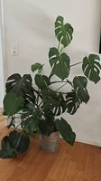 Grosses Fensterblatt - Monstera 140cm