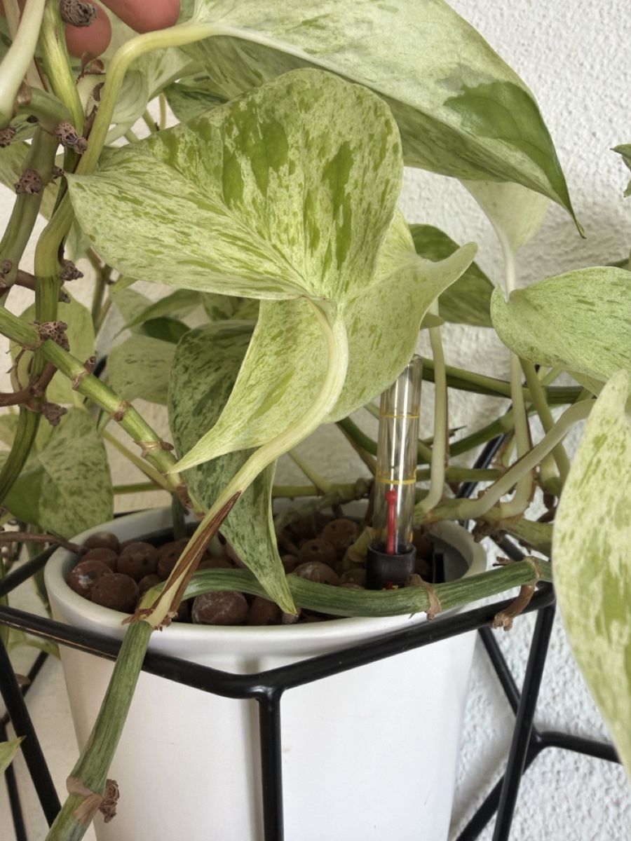Piante & sementi: Epipremnum Marble Queen Wasserzucht – Usato da Baar venduto da annasorbian 1