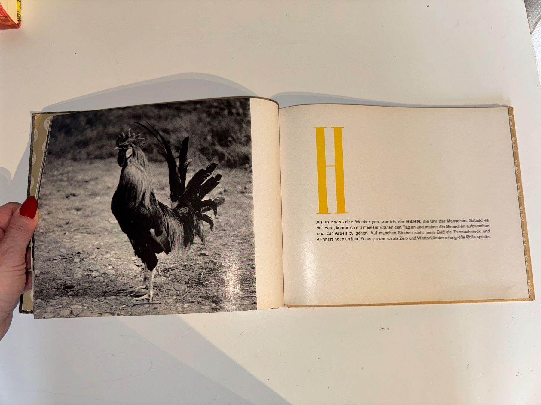 Libri: Buch: ABC mit Tieren – Usato da Grosswangen venduto da Second_hand_paradise 2