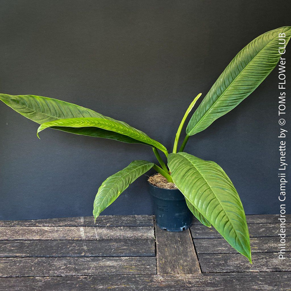 Piante & sementi: Philodendron Campii Lynette - was für ein Blattmuster – Nuovo e nell'imballaggio originale da Adliswil venduto da MarkyForest