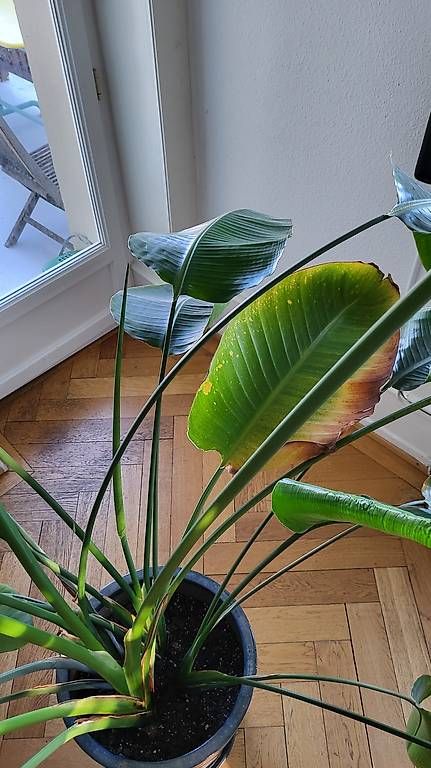 Piante & sementi: Grand Strelitzia ~2 m + cache-pot céramique – Usato da La Conversion venduto da phil71x 3