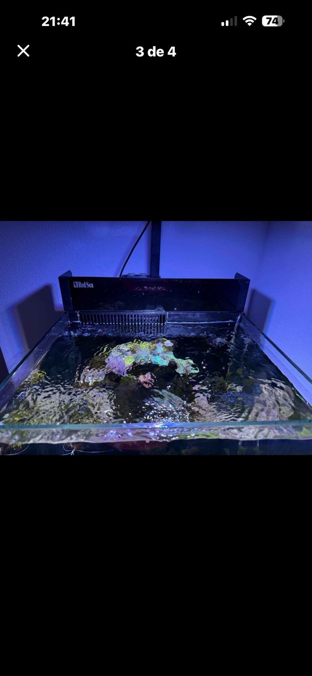 Aquarium: Aquarium marin 75l complet – D'occasion à Bulle par for_cj5n 2