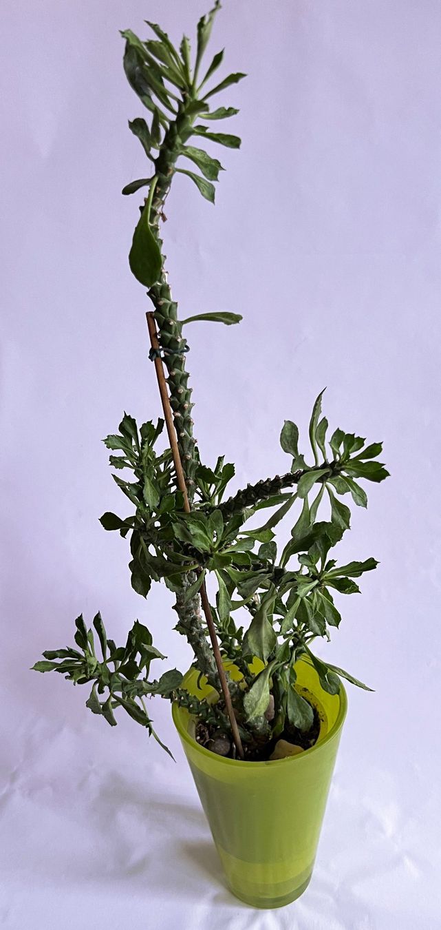 Piante & sementi: MONADENIUM GUENTHERI***** – Usato da Dübendorf venduto da Orchid18 1