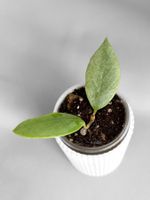Hoya Libra Sun
