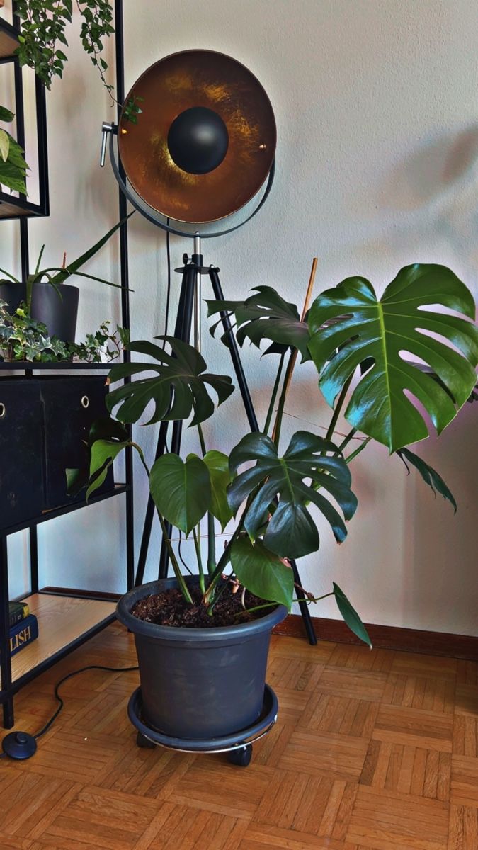 Piante & sementi: Monstera Topf – Usato da Bern venduto da mad_7dz2