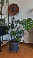 Monstera Topf