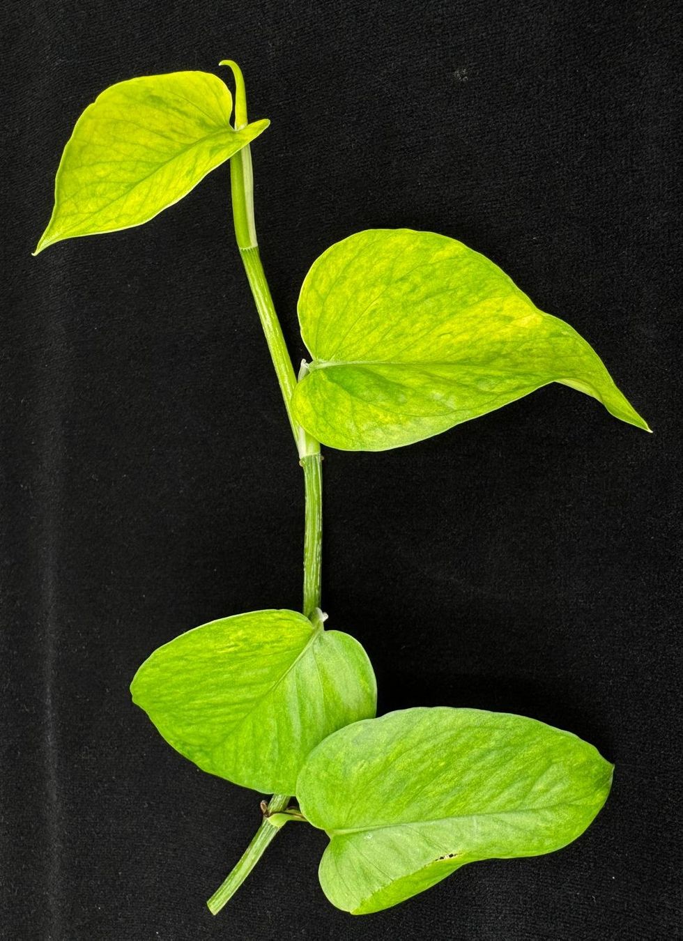 Piante & sementi: Epipremnum aureum 'Teruno Himiko' – Nuovo (secondo la descrizione) da Bühler venduto da googelibear 2