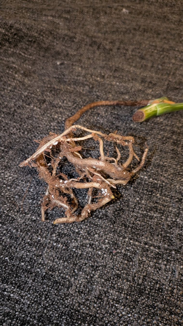 Piante & sementi: Monstera Deliciosa Variegata Steckling – Usato da Altbüron venduto da luc_b7f5 1