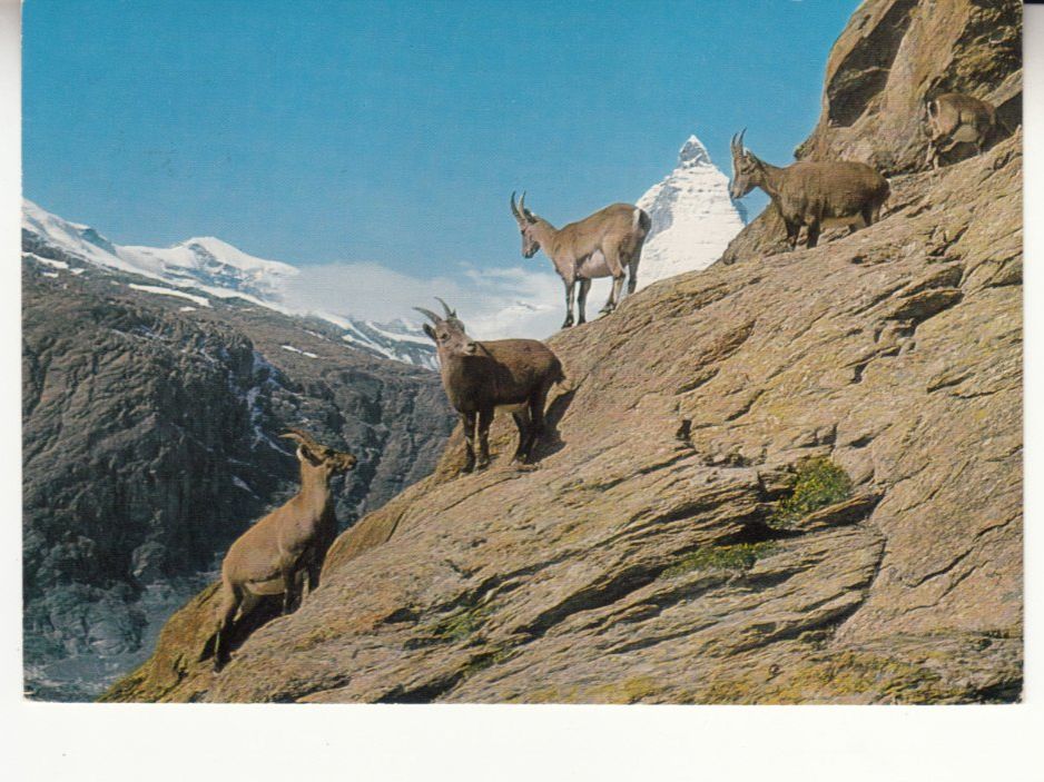 Cartoline postali: Riffelhorn Steinböcke 1980 – Usato da Bürglen TG venduto da StampGraf