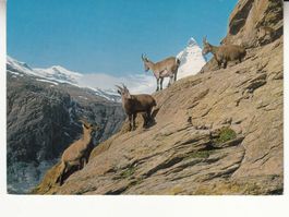 Riffelhorn Steinböcke 1980