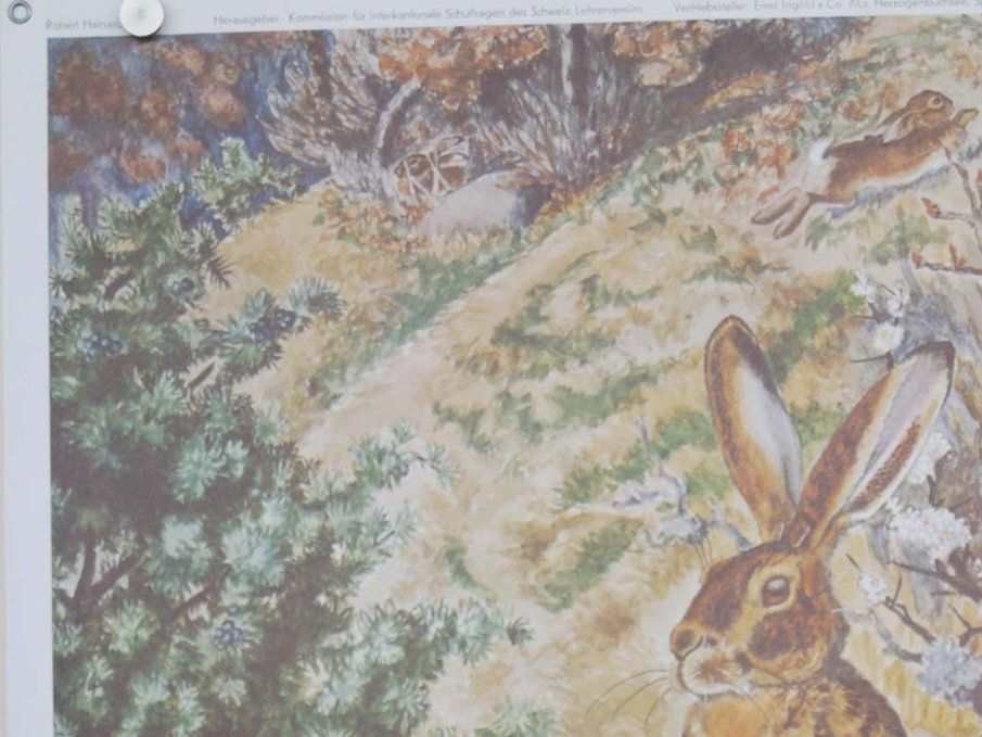 Posters & Illustrations: Schulwandbild "Hase", Robert Hainard  #enge – D'occasion à Härkingen par sammelbecken 4