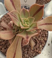 Aeonium leucoblepharum – SELTENE Sukkulente, 10–20 cm Pflanz