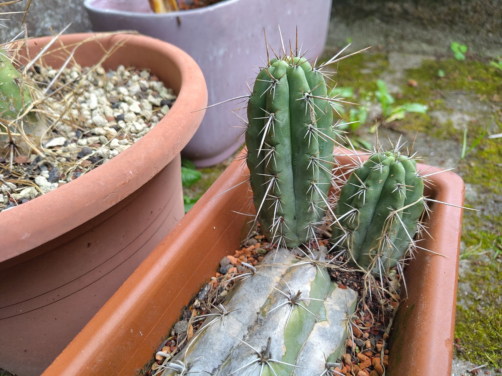 Piante & sementi: Trichocereus tarmaensis – Usato da Bremgarten b. Bern venduto da minu.compostella 2