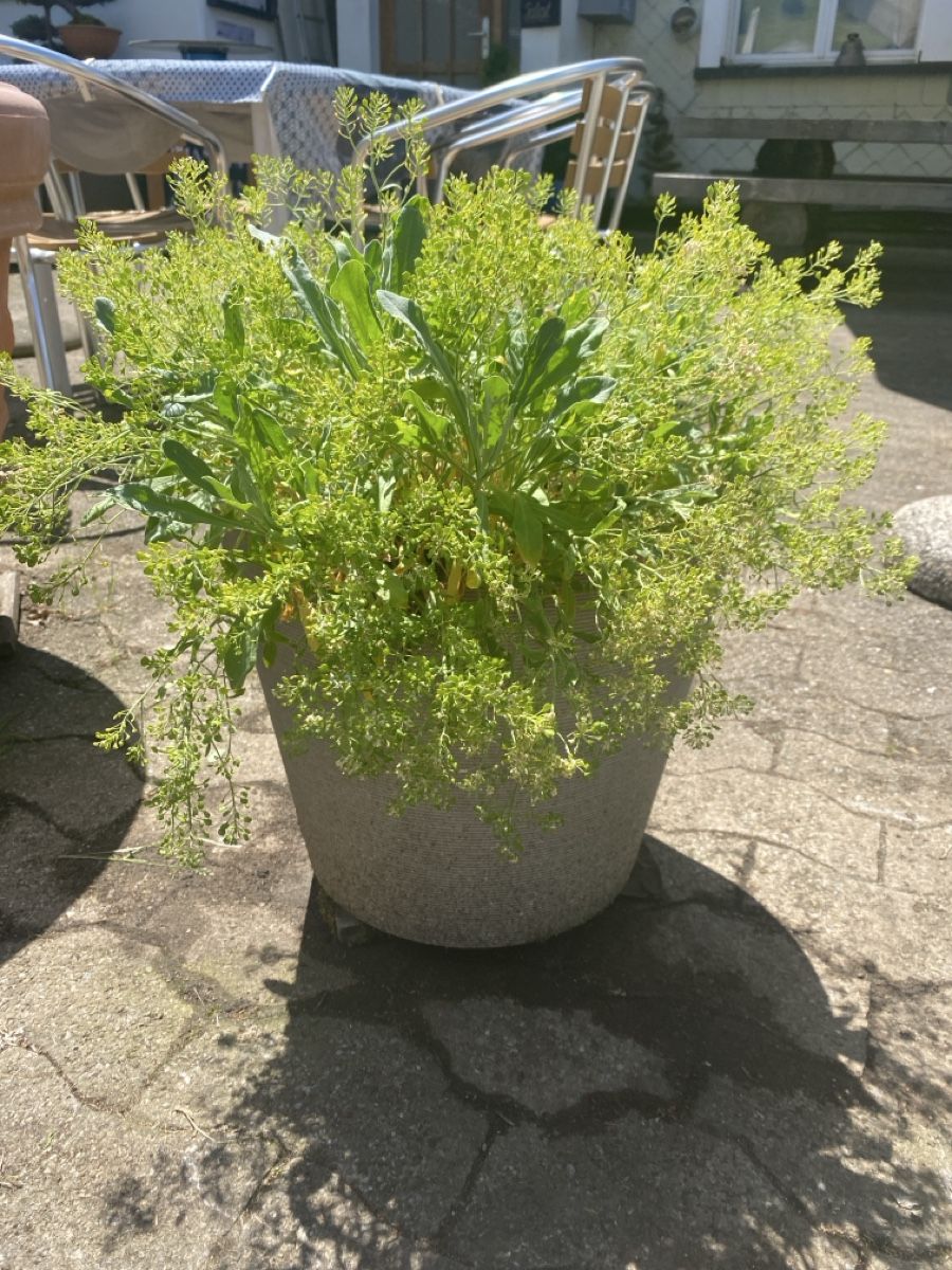 Piante & sementi: Garten – Usato da Krummenau venduto da Schmudel