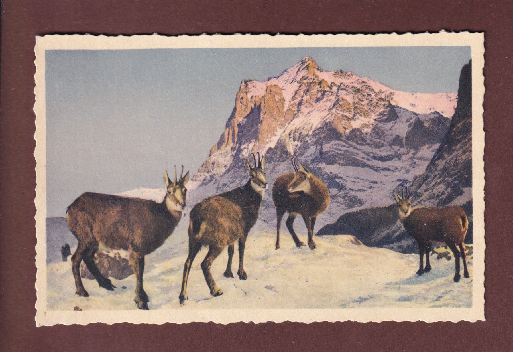 Cartoline postali: WETTERHORN und GEMSE – Usato da Pully venduto da nicecards-shop