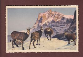 WETTERHORN und GEMSE