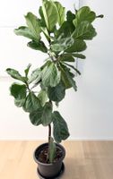 Ficus Lyrata Geigenfeige Fiddle Leaf fig plant 190 cm