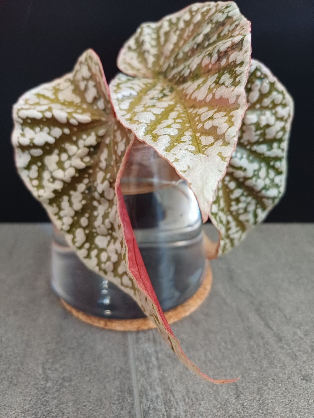 Pflanzen & Samen: Snow capped begonia variagata Steckling – Neu (gemäss Beschreibung) aus Wettingen von pia_7c2s 2