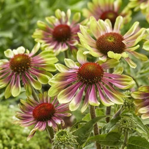 Pflanzen & Samen: Echinacée 'Green Twister'   2 plants – Neu und originalverpackt aus Bremblens von FIBONACCI369 4