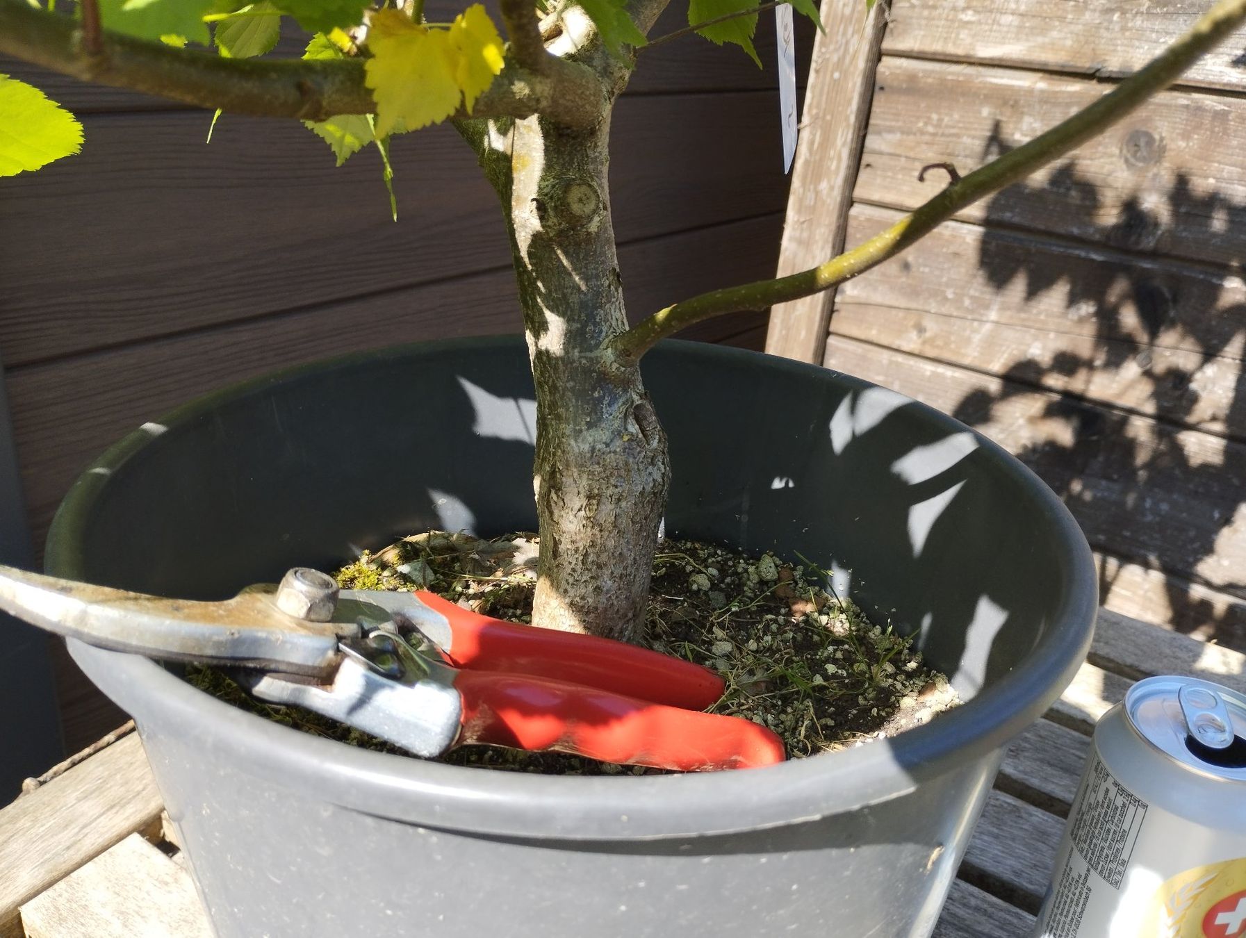 Pflanzen & Samen: Bonsai Rohmaterial Winterlinde #2 – Gebraucht aus Oberwil BL von suaku 3