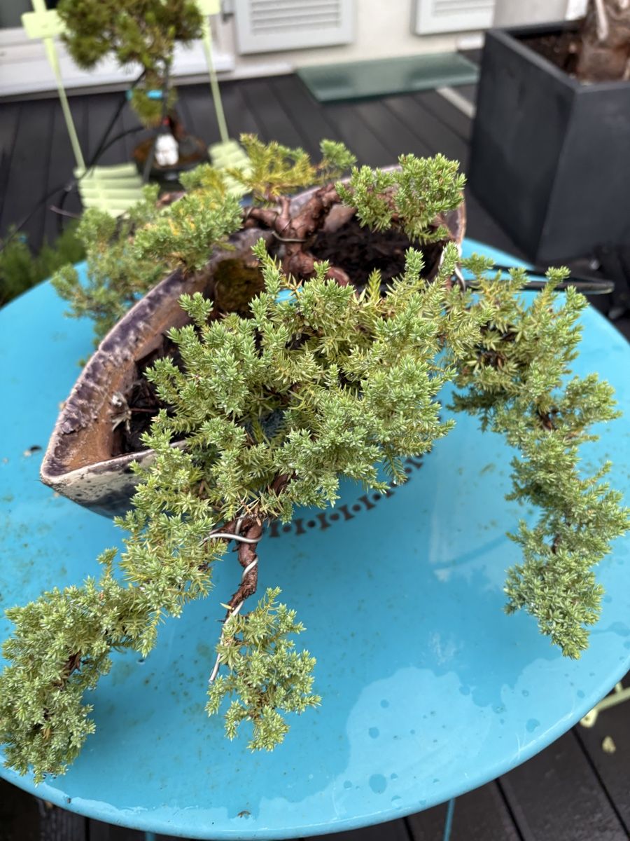 Plantes & graines: Wacholderbonsai Juniperus  – D'occasion à Epalinges par ihl_f6xh 1