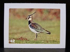 MIGROS MANIA Nature Detectives Nr. 42