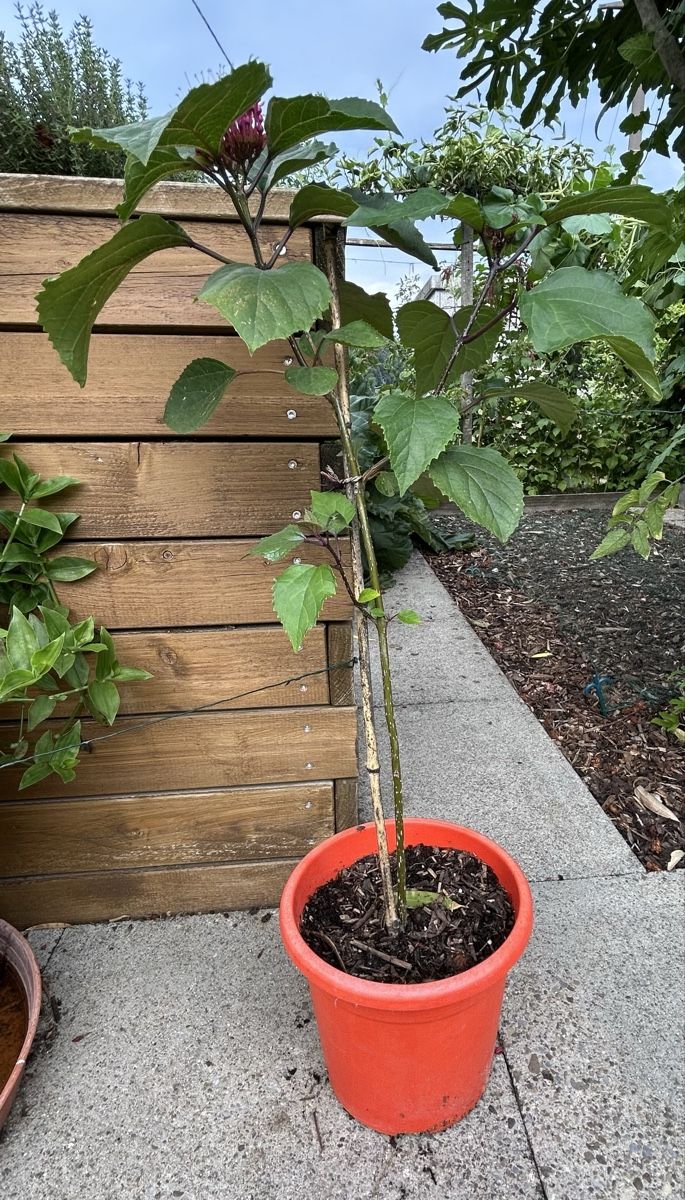 Piante & sementi: Losbaum, Clerodendrum bungei blühend, im Topf – Usato da Kirchleerau venduto da Moritz15A 1