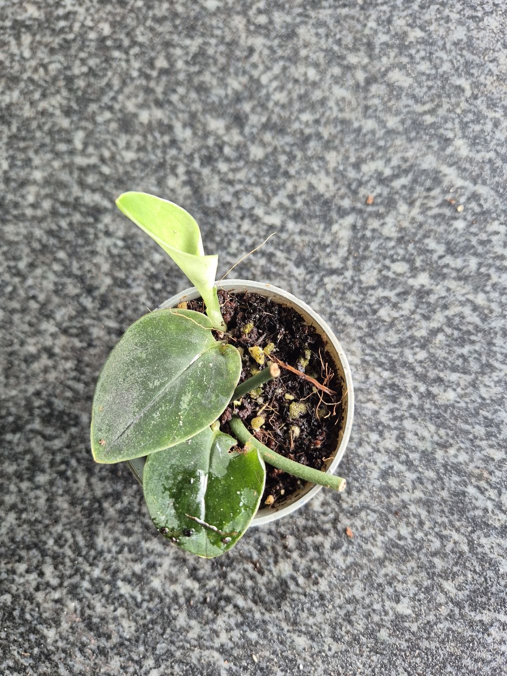 Pflanzen & Samen: Monstera spec. Dark Velvet – Gebraucht aus Urtenen-Schönbühl von Pflanzenherberge 1