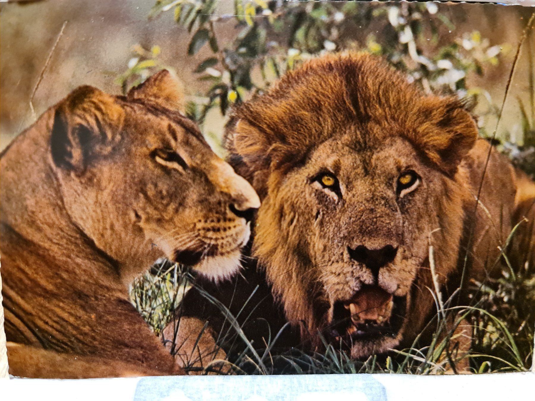 Ansichtskarten: Ansichtskarte Afrika Löwen Afrika – Gebraucht aus Dintikon von Vexi