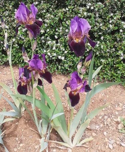 Plantes & graines: Iris 1 bulbe cameron – D'occasion à Lajoux JU par Briard0