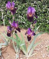 Iris 1 bulbe patina