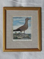 Indischer Geier, kolorierter Kupferstich von 1687
