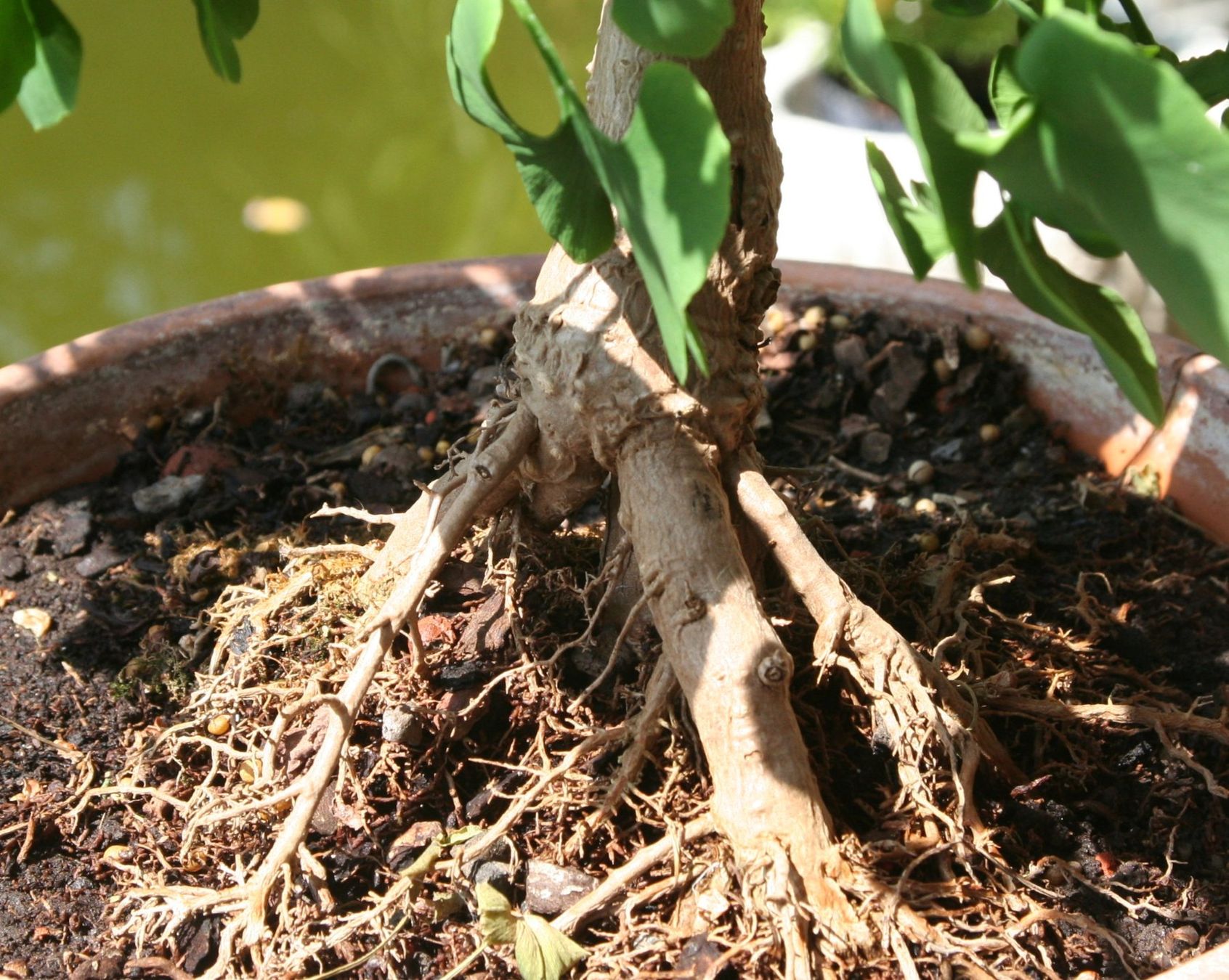 Plantes & graines: BONSAI  -  Ginkgo – D'occasion à Gretzenbach par Sikim 2
