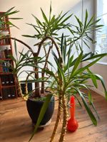 Yucca Palme Zimmerpflanze, gross, Winterfest