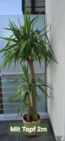 Yucca Palme Zimmerpflanze 200cm hoch mit Topf🌱