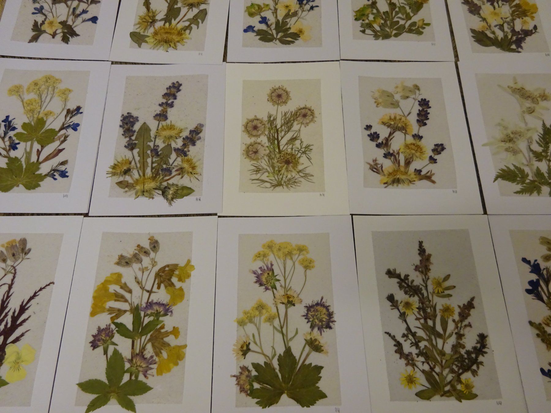 Bücher: Herbarium Botanik Alpenflora / 20 Grusskarten – Gebraucht aus Esslingen von eintagammeer 2