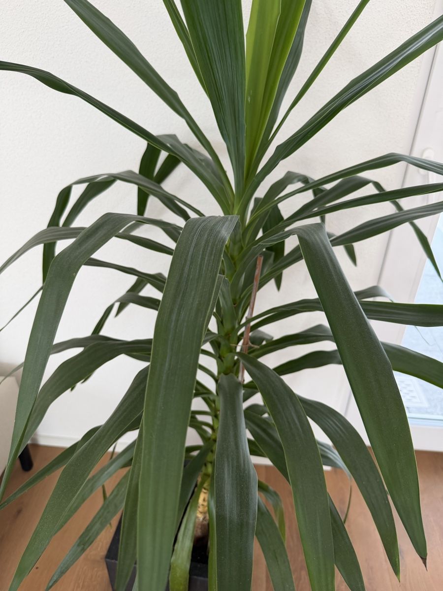 Piante & sementi: Yucca Palme  – Usato da Schaffhausen venduto da Giannina28 2